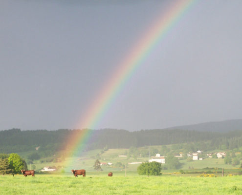 regenboog