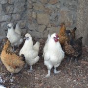 nos poules