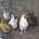 nos poules
