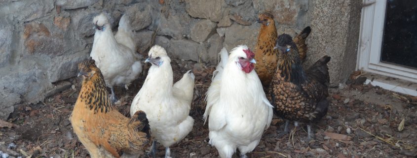 nos poules