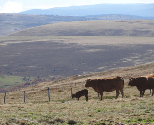 heuvels auvergne