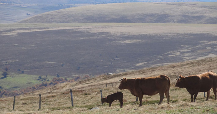 heuvels auvergne